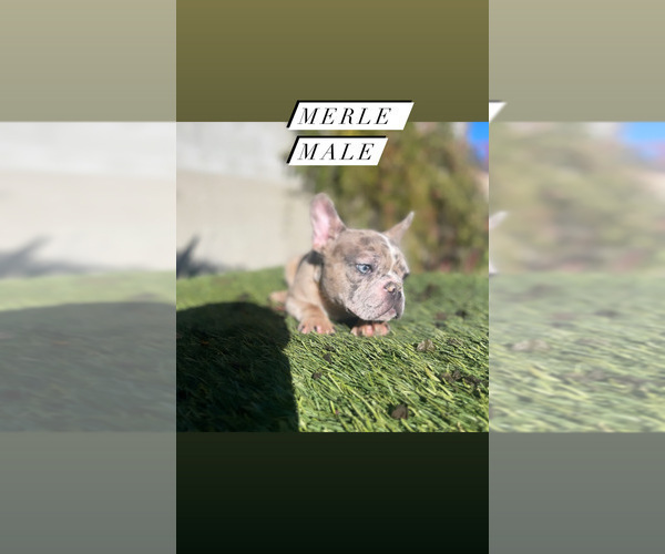 Medium Photo #10 French Bulldog Puppy For Sale in LOS ANGELES, CA, USA