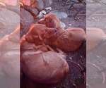 Small Photo #9 Golden Retriever Puppy For Sale in SCANDIA, MN, USA