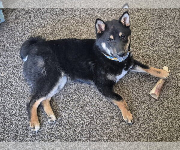 Medium Photo #3 Shiba Inu Puppy For Sale in Omaha, NE, USA