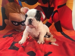 French Bulldog Puppy for sale in POWHATAN, VA, USA