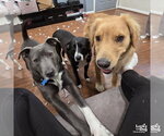 Small #9 Labrador Retriever Mix