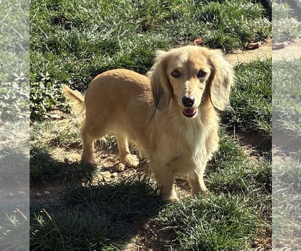 Medium Photo #2 Dachshund Puppy For Sale in Hesperia, CA, USA