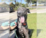 Small #5 Labrador Retriever Mix