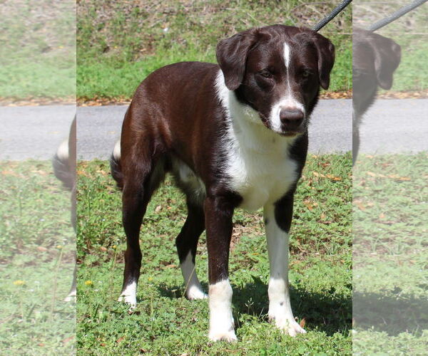 Medium Photo #1 Border Collie-Retriever  Mix Puppy For Sale in Prattville, AL, USA