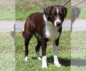 Border Collie-Retriever  Mix Dogs for adoption in Prattville, AL, USA