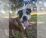 Small #5 American Bulldog-American Staffordshire Terrier Mix