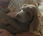 Small Photo #5 Weimaraner Puppy For Sale in AUBURN, CA, USA