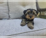 Small #31 Yorkshire Terrier