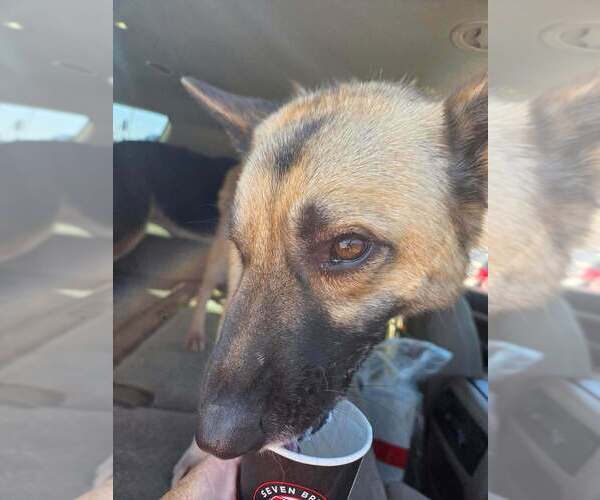 Medium Photo #4 German Shepherd Dog-Unknown Mix Puppy For Sale in Imlay City, MI, USA