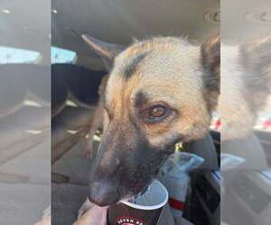 Ariel - Located in NE - Female German Shepherd Dog-Unknown Mix Dog for Adoption - Photo #4