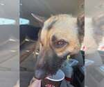 Small Photo #4 German Shepherd Dog-Unknown Mix Puppy For Sale in Imlay City, MI, USA