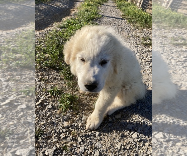 Medium Photo #7 Great Pyrenees Puppy For Sale in LEITCHFIELD, KY, USA