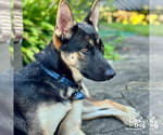 Small #2 German Shepherd Dog Mix
