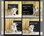 Small Photo #6 English Bulldog Puppy For Sale in PINE VILLAGE, IN, USA