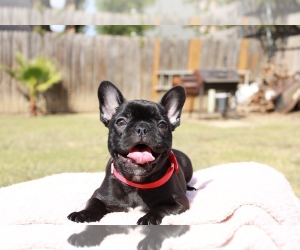 Medium Photo #1 French Bulldog Puppy For Sale in ARLINGTON, TX, USA