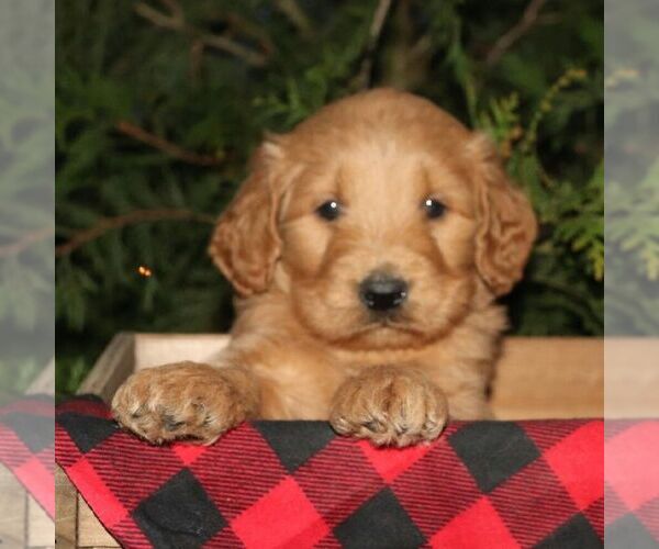 Medium Photo #3 Goldendoodle Puppy For Sale in CHAMBERSBURG, PA, USA