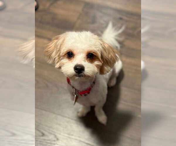 Medium Photo #2 Shih Tzu-Unknown Mix Puppy For Sale in Arlington, VA, USA