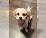Small #1 Shih Tzu Mix