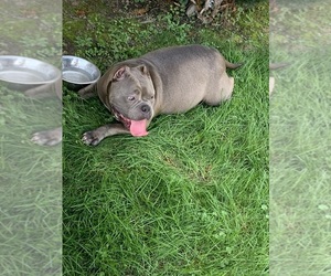 Mother of the American Bully puppies born on 07/16/2022