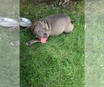 Small Photo #1 American Bully Puppy For Sale in INDIANAPOLIS, IN, USA