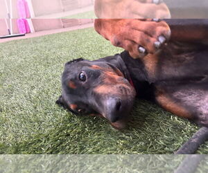 Titus - Male Doberman Pinscher-Unknown Mix Dog for Adoption - Photo #3