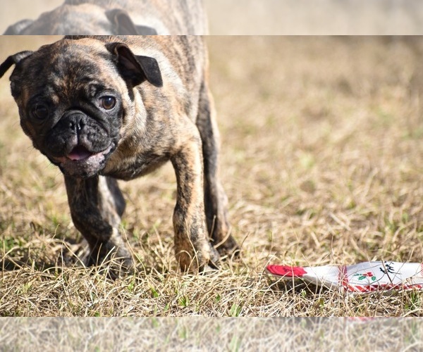 Medium Photo #6 Pug Puppy For Sale in PALM COAST, FL, USA