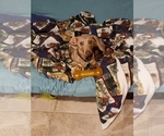 Small Photo #1 Dachshund Puppy For Sale in YORKTOWN, TX, USA