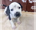 Small #3 American Bulldog Mix