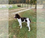 Small Photo #1 Bernedoodle Puppy For Sale in SPENCER, IN, USA