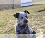 Small Photo #6 Australian Cattle Dog Puppy For Sale in HYDE PARK, VT, USA