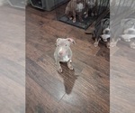 Small Photo #17 American Bully Puppy For Sale in TRENTON, NJ, USA