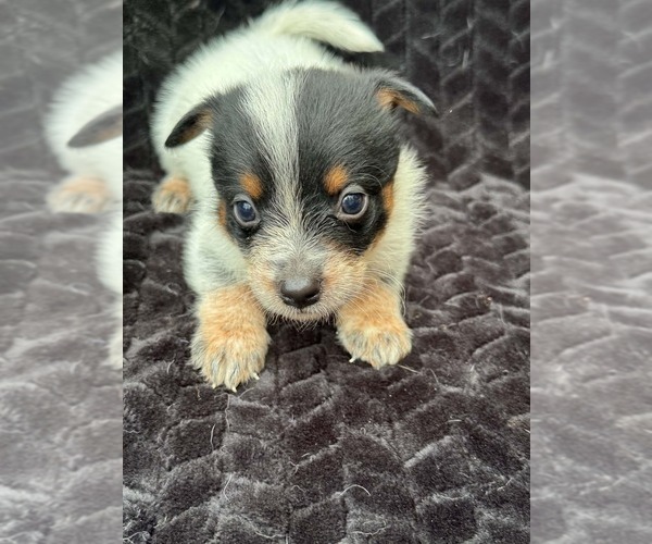 Medium Photo #1 Australian Cattle Dog Puppy For Sale in STATE ROAD, NC, USA