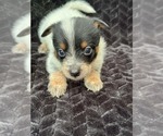 Small Australian Cattle Dog
