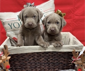 Labrador Retriever Puppy for Sale in WORTH, Illinois USA