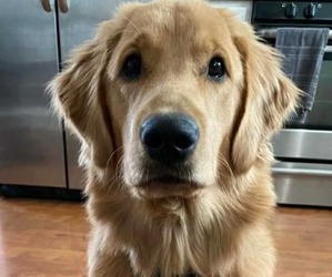 Father of the Golden Retriever puppies born on 05/03/2025
