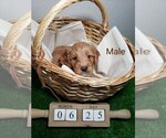 Small Photo #1 Aussiedoodle Miniature  Puppy For Sale in HENDERSON, NV, USA