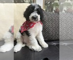 Image preview for Ad Listing. Nickname: bernedoodle
