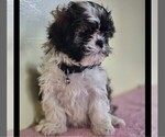 Small Shih-Poo