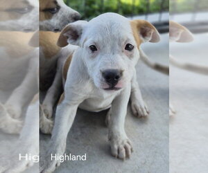 French Bulldog-Unknown Mix Dogs for adoption in Bolivar, MO, USA