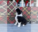 Small Photo #5 Australian Shepherd Puppy For Sale in VERMONTVILLE, MI, USA