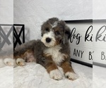 Small #2 Bernedoodle (Miniature)