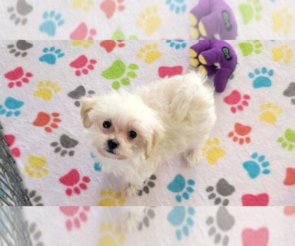 Medium Photo #2 Maltipoo (Toy) Puppy For Sale in ORO VALLEY, AZ, USA