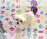 Small #1 Maltipoo (Toy)
