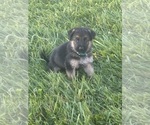 Puppy Green Collar German Shepherd Dog