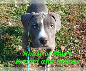 American Pit Bull Terrier Puppy for sale in DELAWARE, OH, USA
