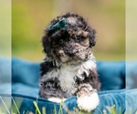 Puppy Disco AKC Poodle (Miniature)