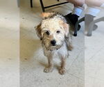 Small #2 Mutt