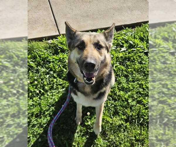 Medium Photo #1 German Shepherd Dog Puppy For Sale in Sacramento, CA, USA