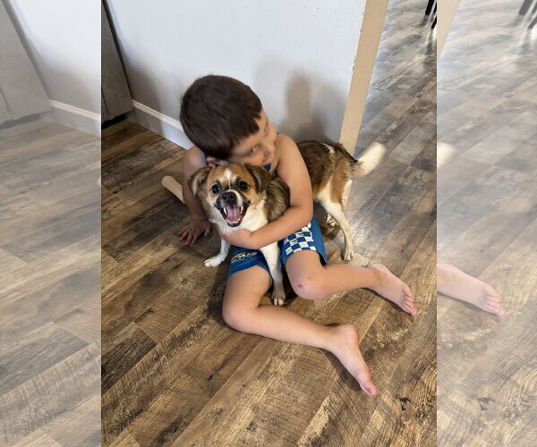 Medium Photo #2 Jack Chi Puppy For Sale in Fenton, MO, USA