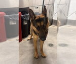 Small German Shepherd Dog